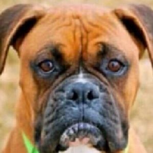 Meet your Posher, Logan