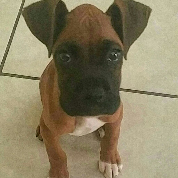 Meet your Posher, Elizabeth - Picture 2 of 3