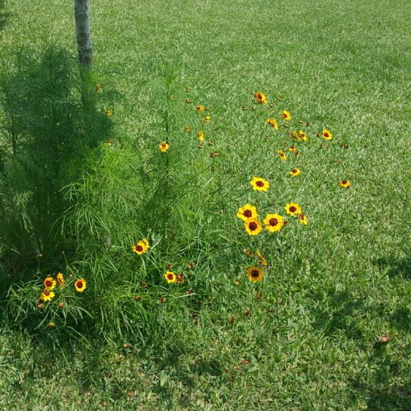 Meet your Posher, Elizabeth - Picture 3 of 3