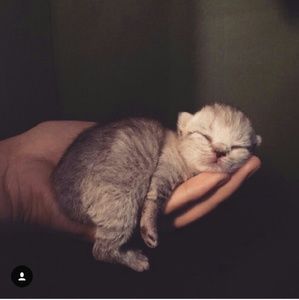 Meet your Posher, Heidy