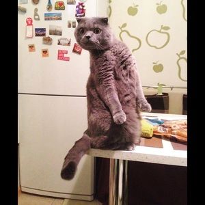 Meet your Posher, Marah