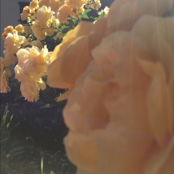 Meet your Posher, Davis - Picture 1 of 1