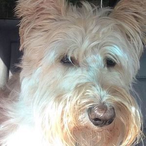 Meet your Posher, Merrillee