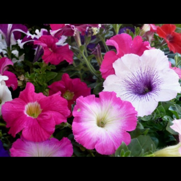 30% OFF BUNDLES🔹The Petunia🔹1 LEFT🔹LOWEST - Picture 3 of 3