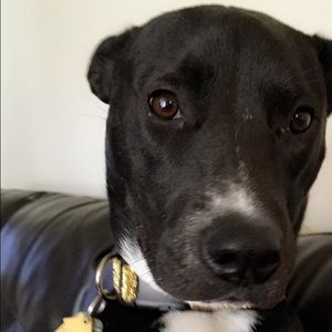 Meet your Posher, Ashton