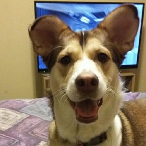 Meet your Posher, Joyce