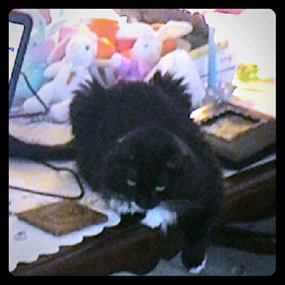 Ask Any Questions Or Comment Here - Picture 1 of 2