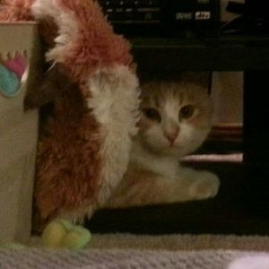 Meet your Posher, Diana