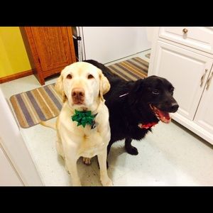 Meet your Posher, Carol