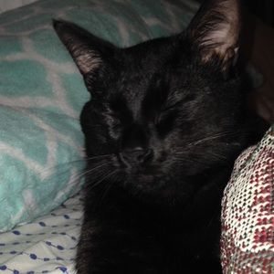 Meet your Posher, Falon