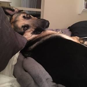 Meet your Posher, Robin