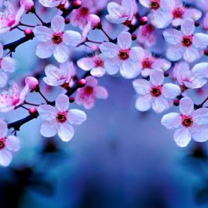 Meet your Posher, Rose