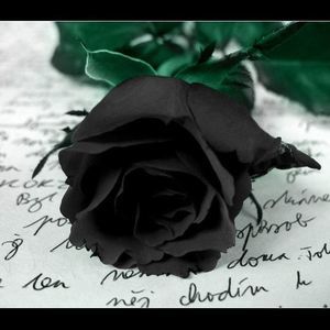 Meet your Posher, Vivian