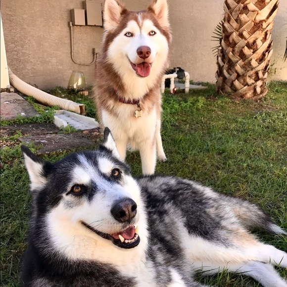 Meet your Posher, Chelsea - Picture 5 of 5