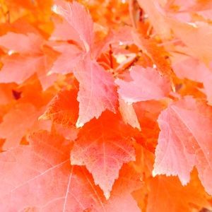 Meet your Posher, Brooklynn