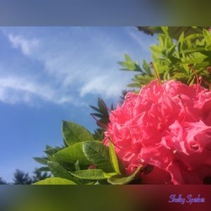 Meet your Posher, Shelby