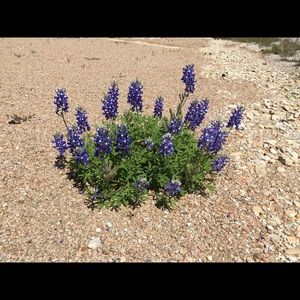 Meet your Posher, Anne