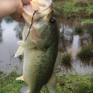 Meet your Posher, Dalton