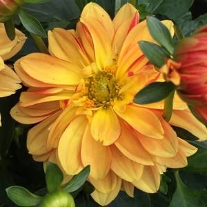 Meet your Posher, Marilyn