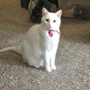 Meet your Posher, Meredith