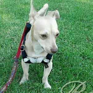 Meet your Posher, Alice