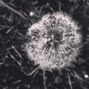 Meet your Posher, Angel