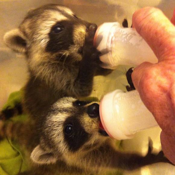 Meet your Posher, Lindy