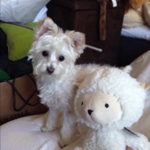 Meet your Posher, Gladys