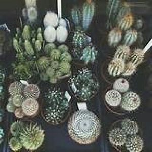 Meet your Posher, Violeta