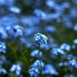 Meet your Posher, Natasha