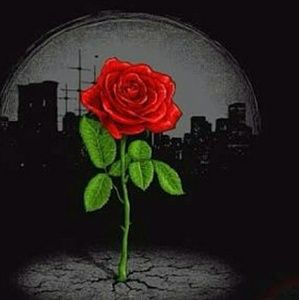 Meet your Posher, Rosie