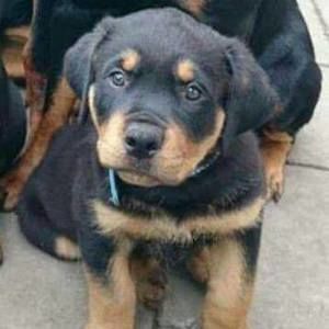 Meet your Posher, Anne