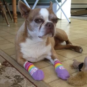 Meet your Posher, Barbara