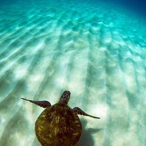 Meet your Posher, Marcia