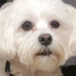 Meet your Posher, Carolyn bolton