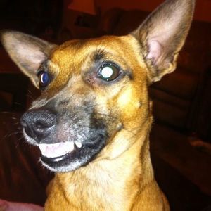 Meet your Posher, Dawn