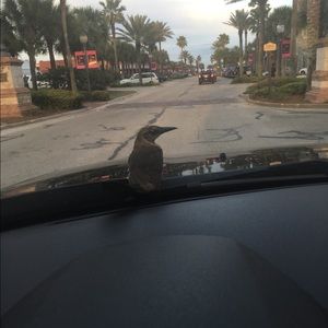 Meet your Posher, Jana