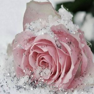 Meet your Posher, Suriffa