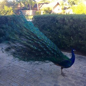 Meet your Posher, Maca