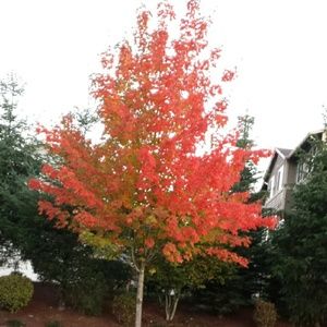 Meet your Posher, Tyla