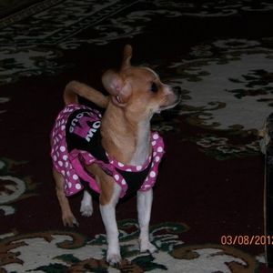 Meet your Posher, Lacey