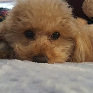 Meet your Posher, Shirley