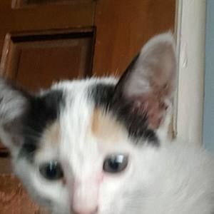 Meet your Posher, Josephine