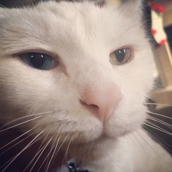 Meet your Posher, Shannon