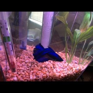 Meet your Posher, Stanley