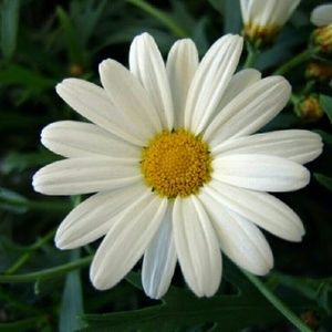 Meet your Posher, Clara