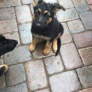 Meet your Posher, Silvia