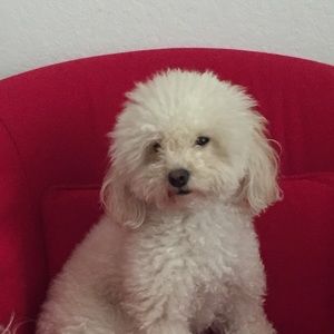 Meet your Posher, Mia