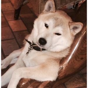 Meet your Posher, Darice