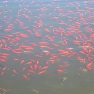 Meet your Posher, Sesha